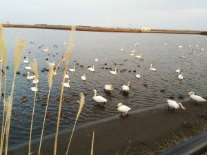 宮城県仙台市大沼（荒井）